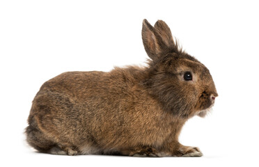 Rabbit in front of a white background, studio photography