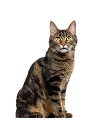 Mixed-breed cat sitting, cut out