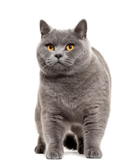 Fototapeta na wymiar Standing british shorthair Cat, cut out