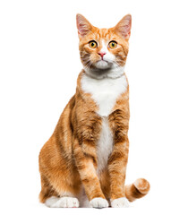 Ginger Mixed-breed cat,Sitting, cut out