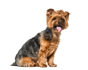 Sitting Yorkshire Terrier Dog panting isolated on white