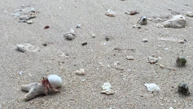Hermit crabs crawling at the beach