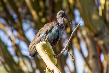 Hadada Ibis (Bostrychia hagedash) near Naivasha lake, Kenya