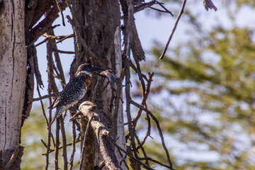 Giant kingfisher (Megaceryle maxima) with its catch on Naivasha lake, Kenya