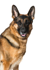 Close-up of German Shepherd Dog panting, cut out