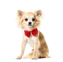 Portrait of a Chihuahua sitting and wearing a bow tie in front, Dog, pet, studio photography, cut out