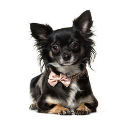 Portrait of a Chihuahua dog sitting in front of a white background