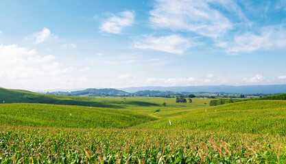 Fototapeta na wymiar corn field in morning light at countryside