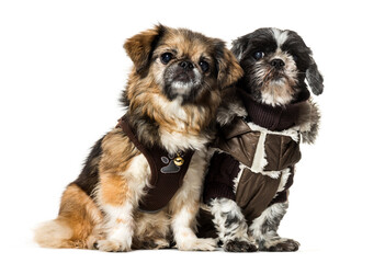 Two dogs sitting in a raw, cut out