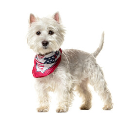 Standing Westie Dog, cut out