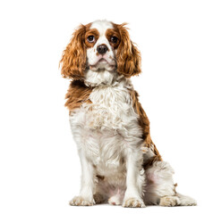 Profile of Grey Sitting Chartreux Cat, cut out
