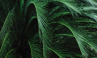 fresh green palm leaves background