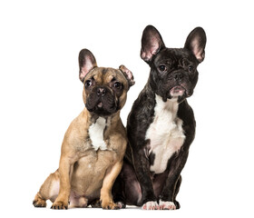 Fototapeta premium Two sitting French bulldog dogs, cut out