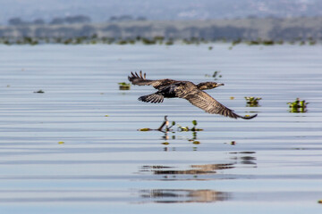 Great Cormorant (Phalacrocorax carbo) near Naivasha lake, Kenya.