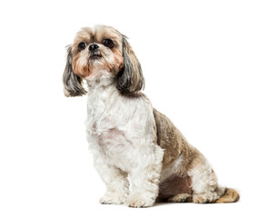 Cute sitting Shih Tzu Dog, cut out