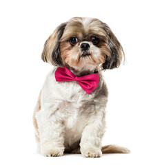 Cute sitting Shih Tzu Dog wearing a bow tie, cut out