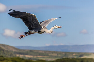Grey heron (Ardea cinerea)  on Naivasha lake, Kenya