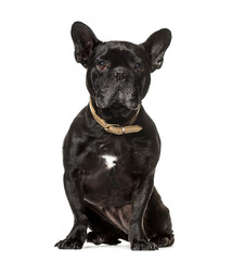 Sitting French bulldog dog, cut out