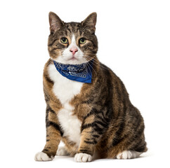 Mixed-breed cat sitting, cut out