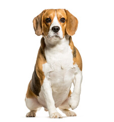 Mixed-breed Dog sitting in front of white background