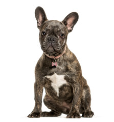 Sitting French bulldog dog, cut out