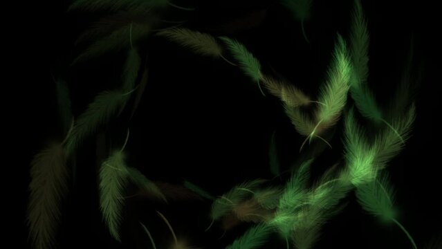 Feathers flowing on black background