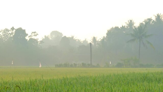 A dewy morning in the rice fields of rural Jember Indonesia with bird repellent hanging and trees in the background