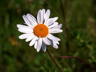 Fototapeta premium Daisy flower, daisies close view floral background. Single flower
