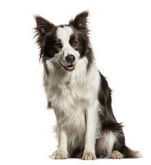 Sitting Border collie panting, isolated