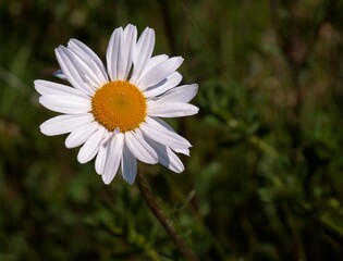 Fototapeta premium Daisy flower, daisies close view floral background. Single flower