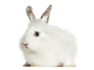 Rabbit in front of a white background, studio photography