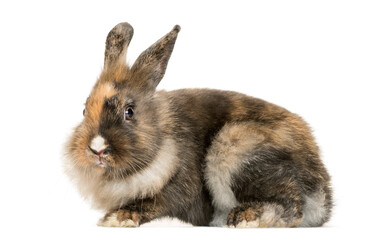 Rabbit in front of a white background, studio photography