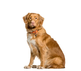 Mixed-breed Dog sitting in front of white background