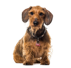 DachshundSitting Dachshund Dog, cut out, cut out