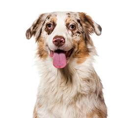 Close-up of a panting Australian shepherd Dog, cut out