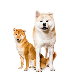 Standing Akita Inu & Sitting Shiba Inu, cut out