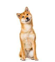 Sitting Shiba Inu Dog, cut out
