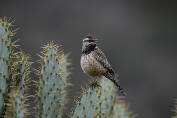 Sall bird perched atop an evergreen shrub, overlooking its surroundings with a discerning eye