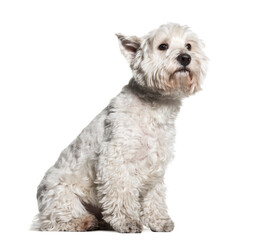 Sitting West Highland White Terrier Dog, cut out