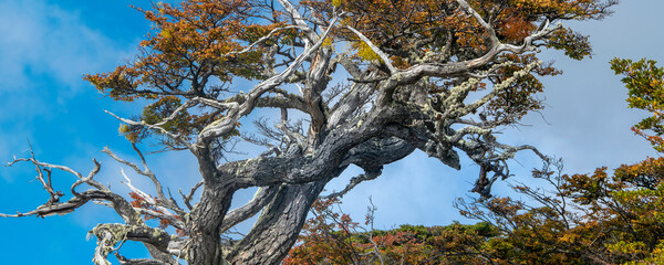Lenga trees, torito bay, tierra del fuego, argentina