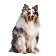 Cute Sitting Sheltie Dog, cut out