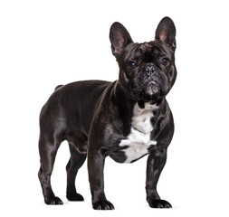 Standing French bulldog dog, cut out