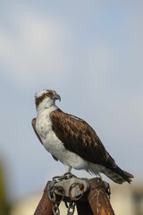 Brown osprey perched on top of a wooden fence post with a blurred background
