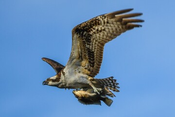Majestic osprey soars through the air with a fish securely gripped in its talons