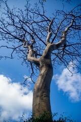 tree in the middle of nowhere