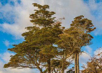 Obraz premium Lenga tree, tierra del fuego, argentina