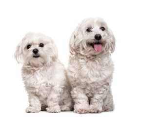 Two maltese dogs sitting, panting, isolated