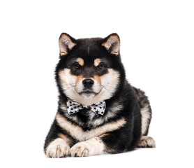 Lying down Shiba Inu Dog wearing a bow tie, cut out