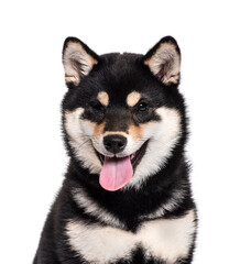 Close-up of a Sitting Shiba Inu Dog panting, cut out