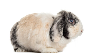 Rabbit in front of a white background, studio photography